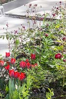 Red colour themed border of Tulipa 'Red Hat', Paeonia lactiflora 'Buckeye Belle', Actaea simplex 'Atropurpurea Group' and Aquilegia vulgaris var. stellata 'Ruby Port'. Rill water feature seen in background. The Telegraph Garden. 