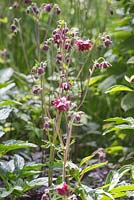 Aquilegia vulgaris var. stellata 'Ruby Port'. The Telegraph Garden. RHS Chelsea Flower Show, 2015.