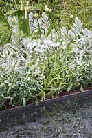 Centaurea montana 'Alba', Artemisia ludoviciana 'Valerie Finnis', Allium 'Mont Blanc' and Omphalodes linifolia beside water feature. The Telegraph Garden. RHS Chelsea Flower Show 2015.