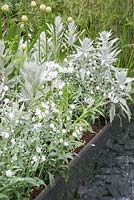Centaurea montana 'Alba', Artemisia ludoviciana 'Valerie Finnis', Allium 'Mont Blanc' and Omphalodes linifolia beside water feature. The Telegraph Garden. 