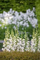 Cream white foxgloves behind a Taxus baccata hedge, backed by a white border. The Telegraph Garden. 