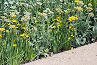 Gravel path beside a border of Achillea 'Moonshine' with Sisyrinchium californicum 'Yellow Stone'. The Telegraph Garden. RHS Chelsea Flower Show, 2015.
