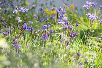 Iris sibirica 'Shirley Pope' with Aquilegia alpina. The Telegraph Garden. RHS Chelsea Flower Show, 2015.