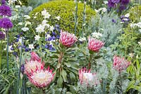 Protea cynaroides 'Little Prince' with Festuca glauca, Aquilegia vulgaris 'White Bonnets' and Buxus sempervirens dome. The Time In Between. RHS Chelsea Flower Show, 2015.
 