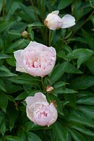 Paeonia Lactiflora 'Noemy Demay', June, Hampshire