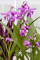 Bletilla Striata, Chinese Ground Orchid
