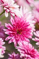 Argyranthemum frutescens Daisy Crazy 'Summersong Dark Rose'