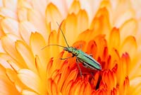 Oedemera nobilis - Thick-legged flower beetle - Female