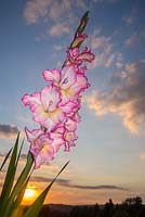 Gladiolus grandiflora 'Priscilla'