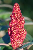 Rhus typhina - Stag's Horn Sumach
