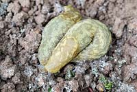 Limax flavus - Yellow Slugs