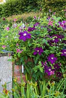 Clematis 'Warsaw Nike' pictured at Wollerton Old Hall Garden, Shropshire. 