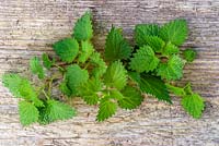 Freshly picked Nettle leaves Urtica dioca  on wooden table