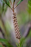 Callistemon rigidus seed heads