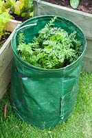 Carrots growing in a portable container 