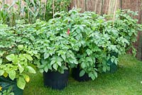 Potato plants in containers 