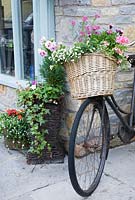 Bicycle basket planted with summer bedding, including Geranium, Diascia and Petunia