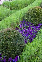 Blue Viola planted between Taxus baccata balls and a hedge of Lavandula vera