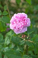 Rosa 'Jaques Cartier' - Scented rose