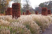 Clipped beech columns with Miscanthus sinensis 'Starlight' - Ornamental grasses November, Winter - RHS Wisley