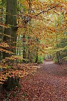 Fagus sylvatica - Autumn woods - Fallen leaves covering a path through woods- Burnham