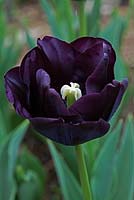 Tulipa 'Paul Scherer'