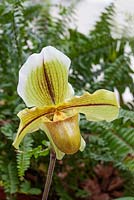 Paphiopedilum - Slipper orchid