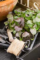 Young Pak Choi 'Ruby Shine' plants in seed tray with garden tools