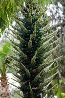 Puya berteroniana - The Turquoise Puya