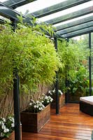 Covered garden room with bamboo screening and three troughs planted with Phyllostachys nigra and aureosuicata and Busy Lizzies - Impatians sp.