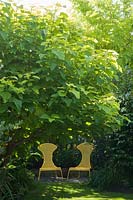 Yellow garden chairs beneath a canopy of Catalpa bignoniodes - Indian Bean Tree