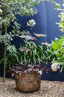 An old copper wash tub has been planted with up with a Purple Castor Oil plant - Ricinus communis 'New Zealand Purple' and Heuchera.