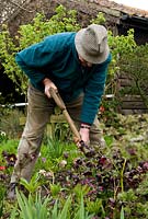 John Foster doing a bit of clearing and weeding around the clumps of Hellebores.