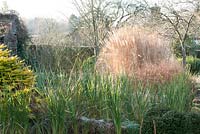 Clumps of Miscanthus sp with Dierama 'Wildside hybrid in the forground.