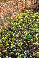 A drift of Winter Aconites, Eranthis hyemalis, studded with Snowdrops with a Beech hedge, Fagus sylvatica, as a backdrop.