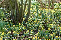 A drift of Winter Aconites, Eranthis hyemalis, studded with Snowdrops