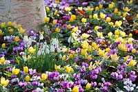 Snowdrop, Galanthus 'Melanie Broughton' surrounded by Winter Aconities-Eranthis hyemalis and Cyclamen coun.