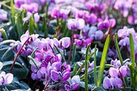 Cyclamen coum edged with frost.