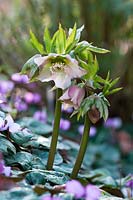 Hellebore hybrid, origin dubious as these plants happily cross fertilize if left to there own devices.