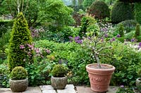 A view of Jim and Sarah's garden. Plants include Yew cones, Box balls, Aquilegia seedlings, Allium 'Purple Sensation' and Cornus kousa.