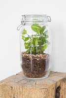 Glass jar Terrarium planted with Ficus pumila and Corynocarpus laevigatus