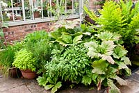 Arrangement of herbs in pots and containers outside brick and metal framed greenhouse on paving - Rosmarinus officinalis - Rosemary, Allium schoenoprasum - Chives, Salvia officinalis - Sage, Rodgersia podophylla and Osmunda regalis - Royal fern 
