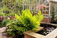 Raised L shaped brick water feature with Nymphaea adjacent bed with Rodgersia podophylla and Osmunda regalis - Royal fern, brick and metal framed greenhouse and kitchen area with cane support for vegetables