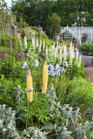 Lupinus 'Yellow Chandelier' and 'Noble Maiden' flowering with Irises in a long herbaceous border leading to a greenhouse. Designer Georgia Langton. Farleigh House, Hampshire