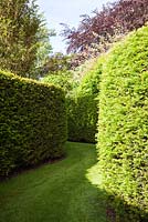 A Serpentine walk with clipped Taxus baccata - Yew hedges. Designer Georgia Langton. Farleigh House, Hampshire. 