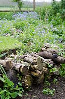 Logs edging a lawn with Myosotis sylvatica