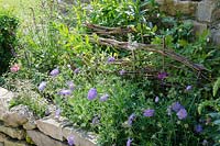 Willow picket fence in a border with Scabiosa 'Butterfly Blue'