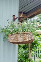 Tomatoes growing in an old wicker basket - Preserving the Community, RHS Hampton Court Palace Flower Show 2012