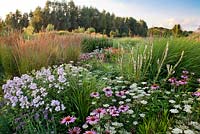 Perennial meadow in July: Echinacea purpurea, Saponaria officinalis, Phlox, Allium, Verbascum chaixii 'Album', Calamagostris x acutiflora 'Karl Foerster'.