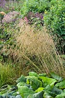 Deschampsia cespitosa - Tufted Hair Grass